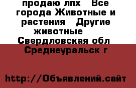 продаю лпх - Все города Животные и растения » Другие животные   . Свердловская обл.,Среднеуральск г.